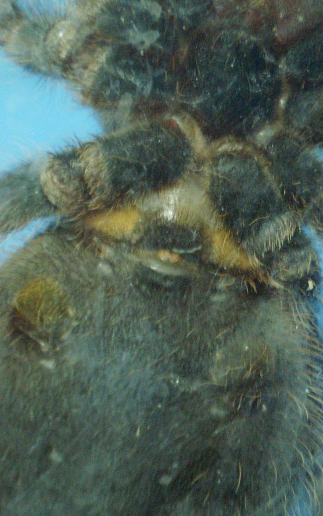 Geniculata gender?
