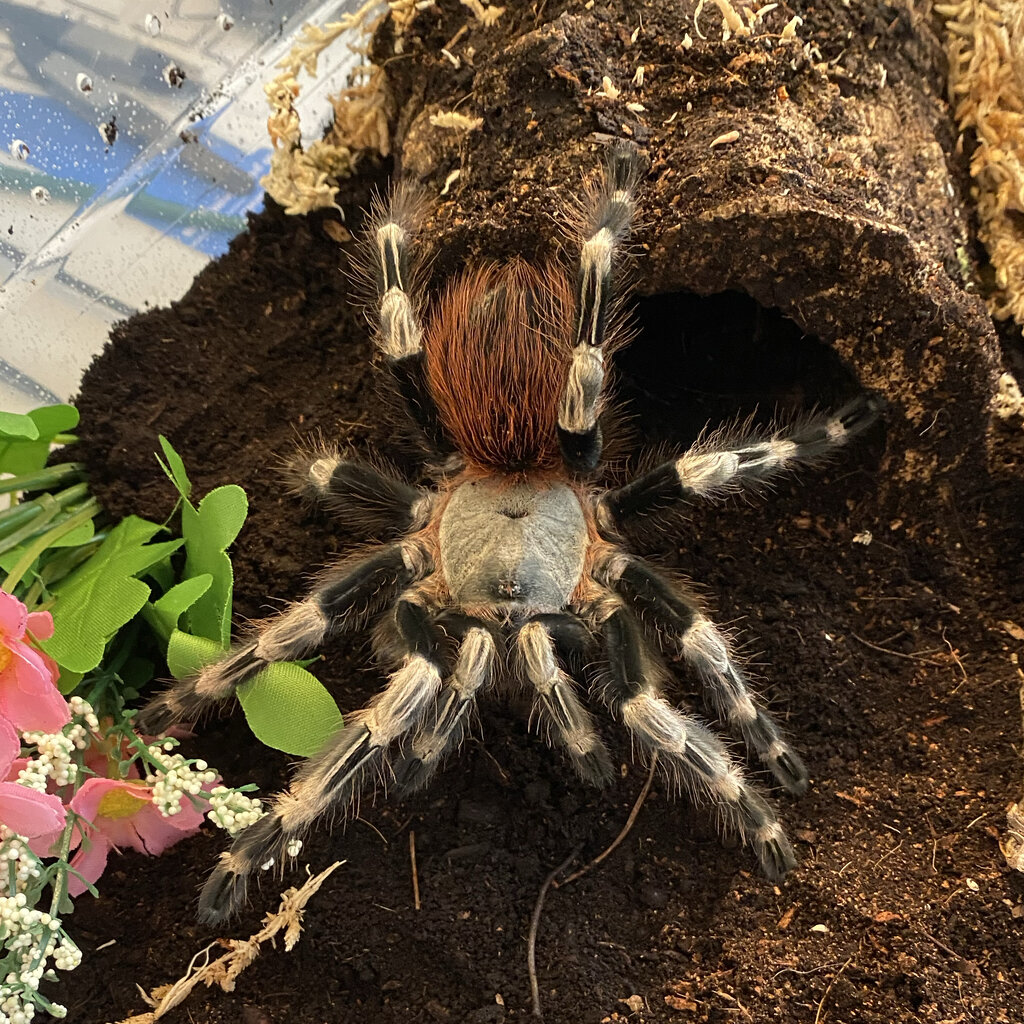 Geniculata.jpeg