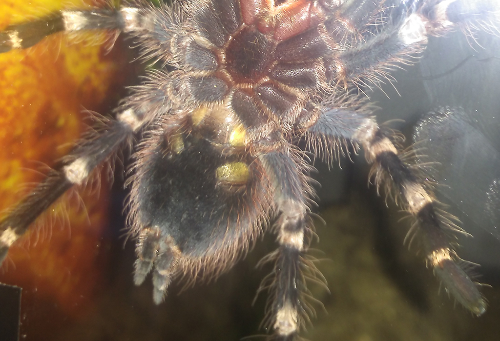 Geniculata M or F ?