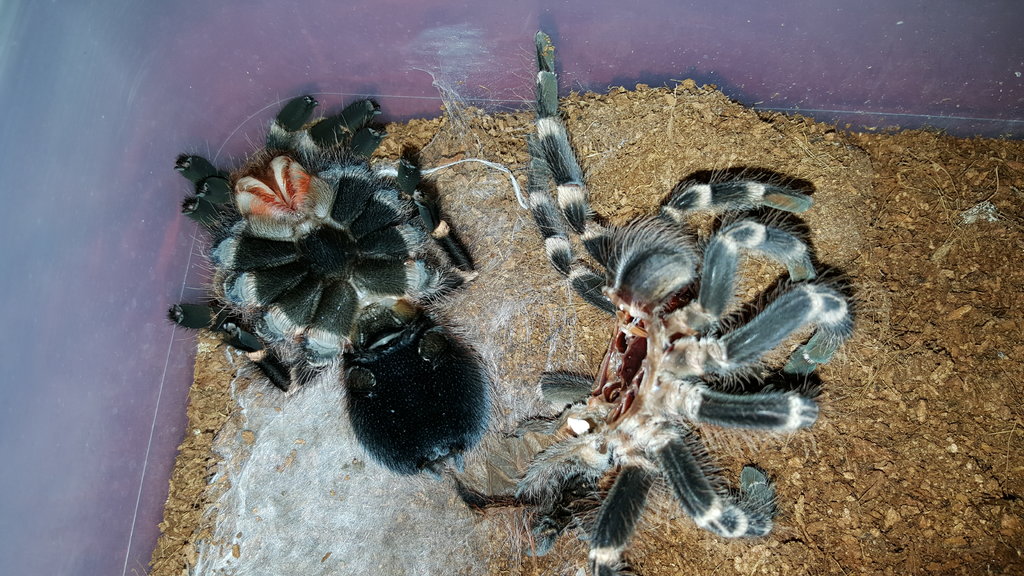 Geniculata