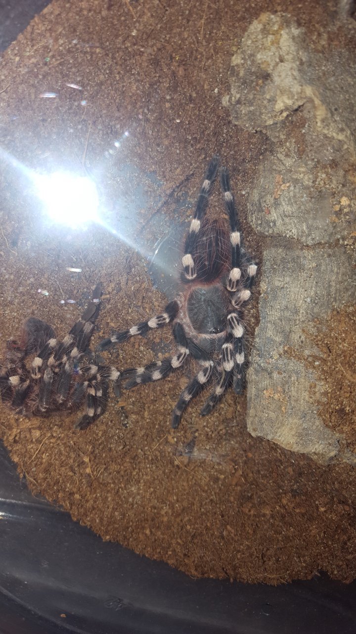 Geniculata