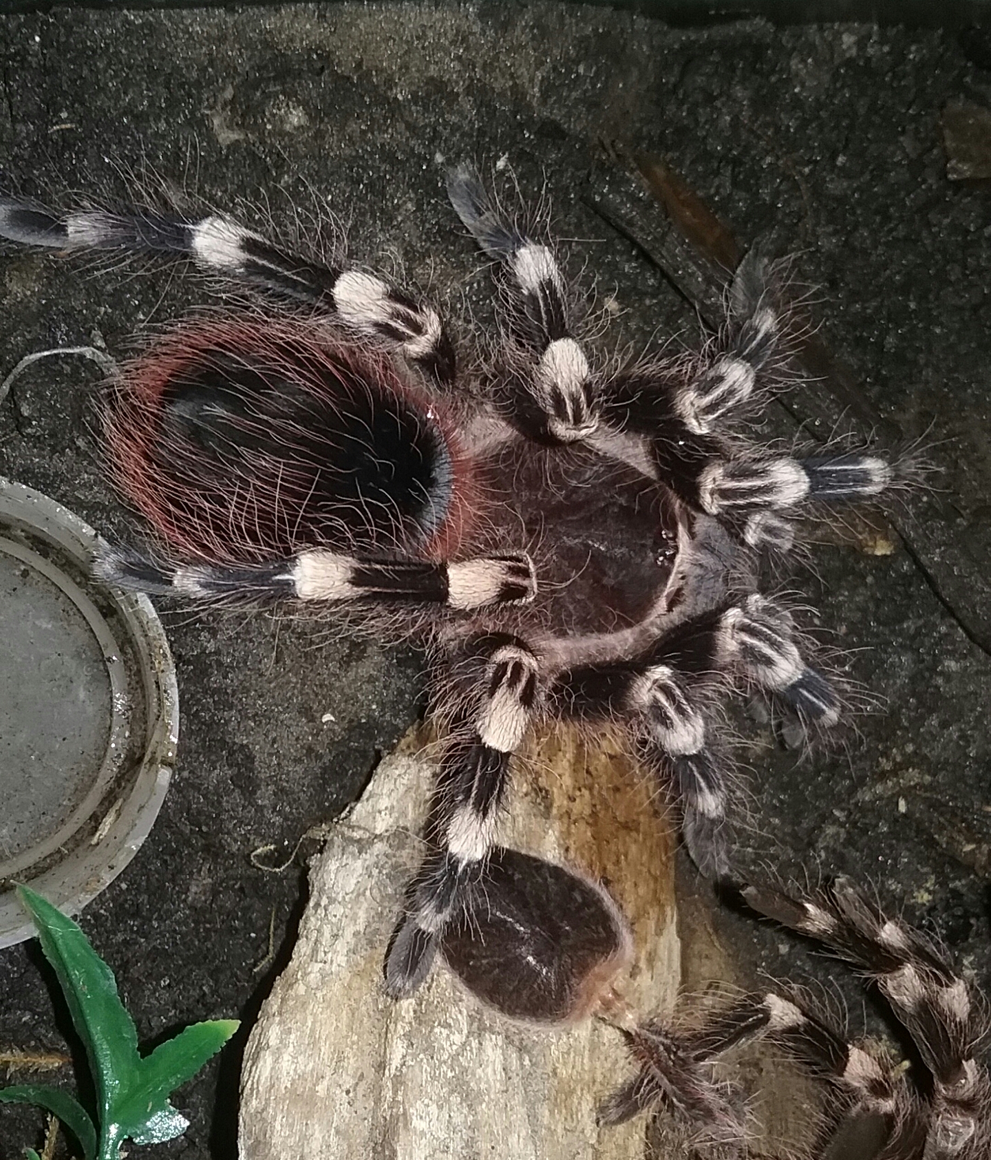 geniculata