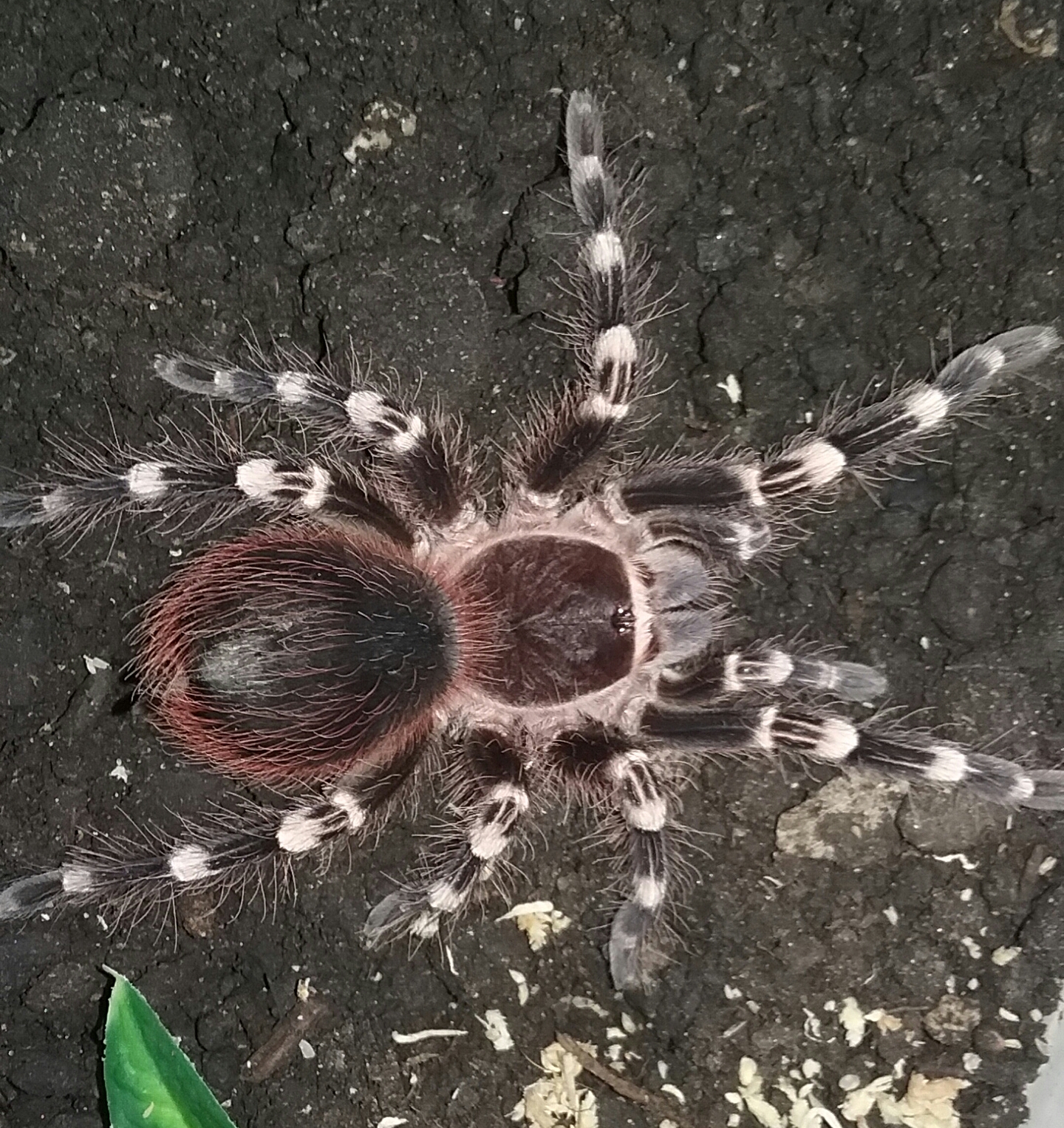 geniculata