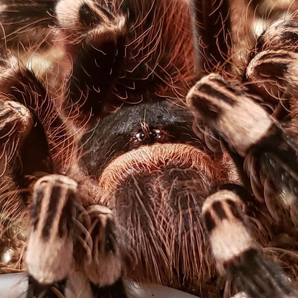 geniculata