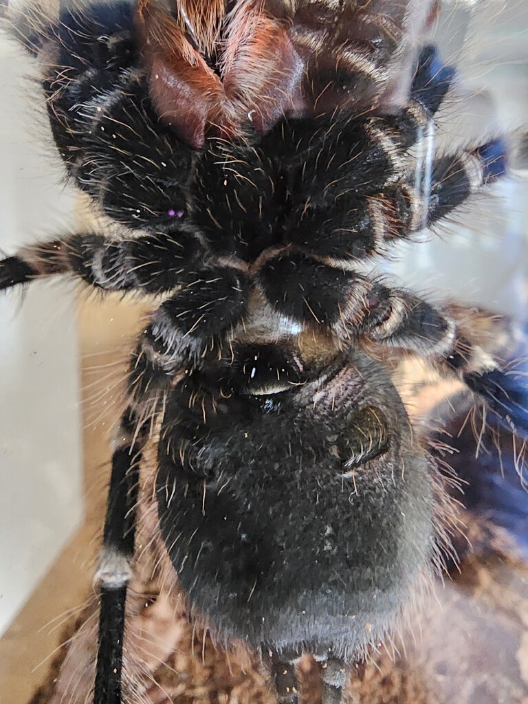 geniculata1.jpg