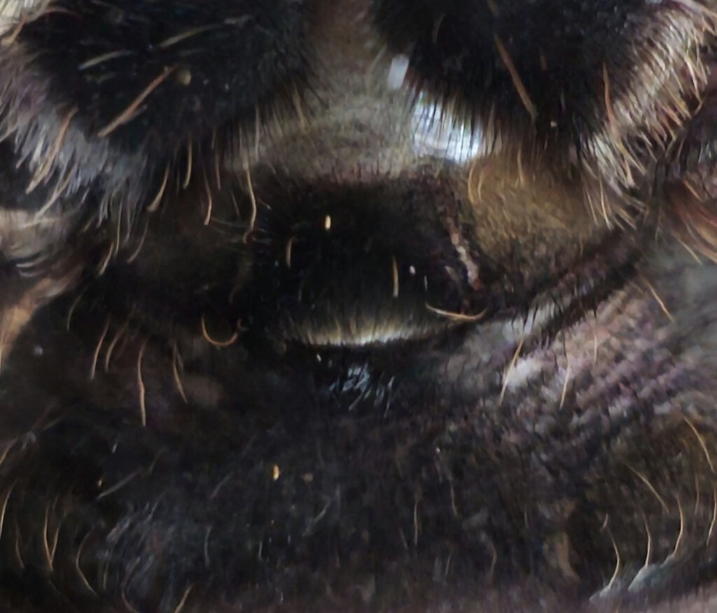 geniculata2.jpg