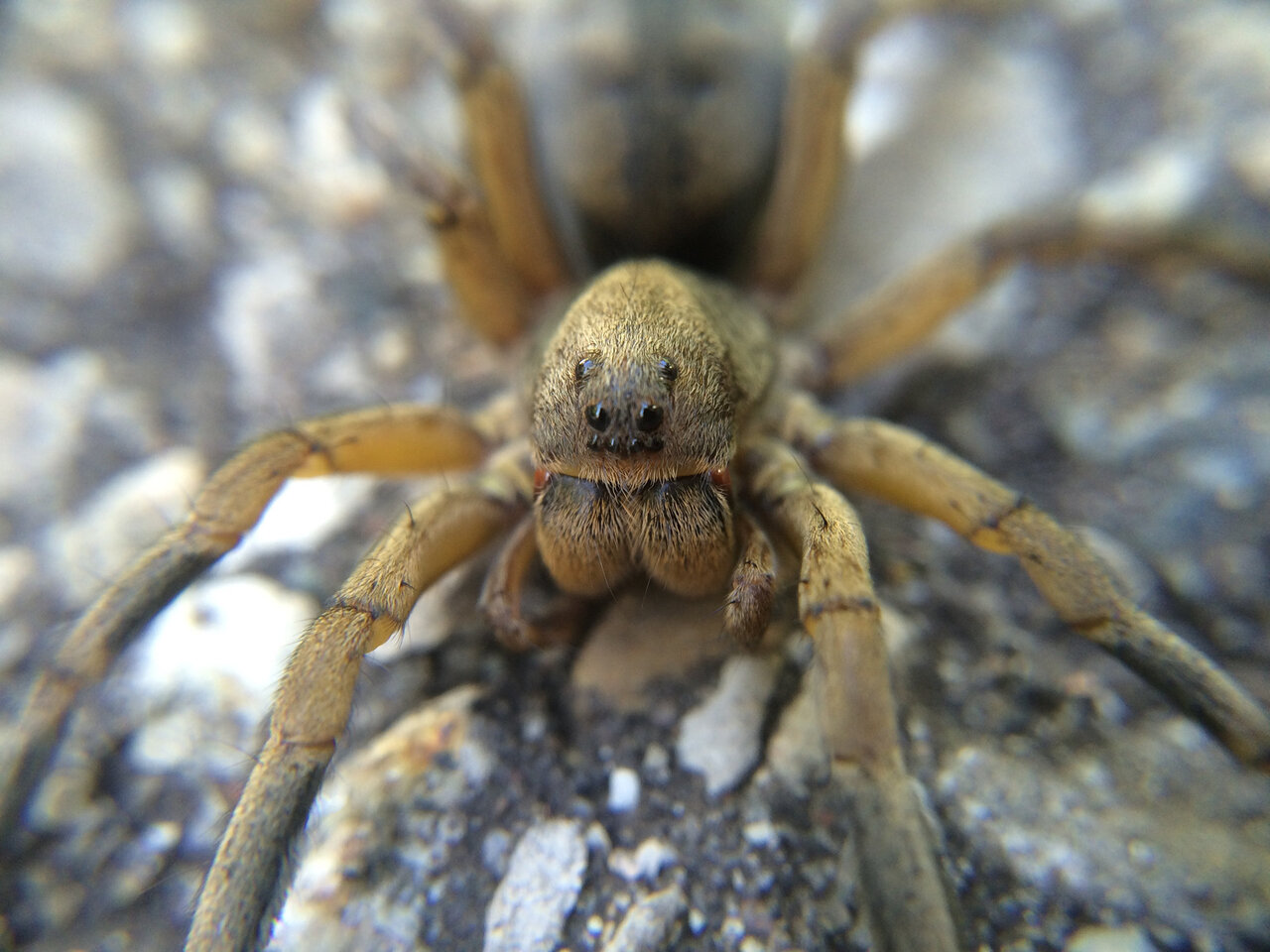 Geolycosa missouriensis