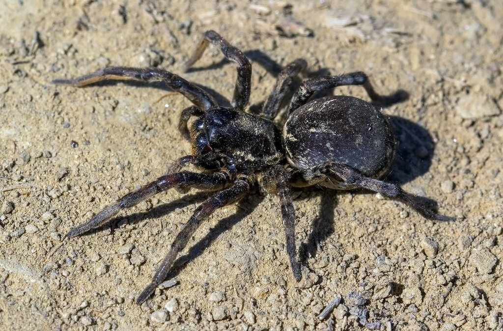 Geolycosa vultuosa