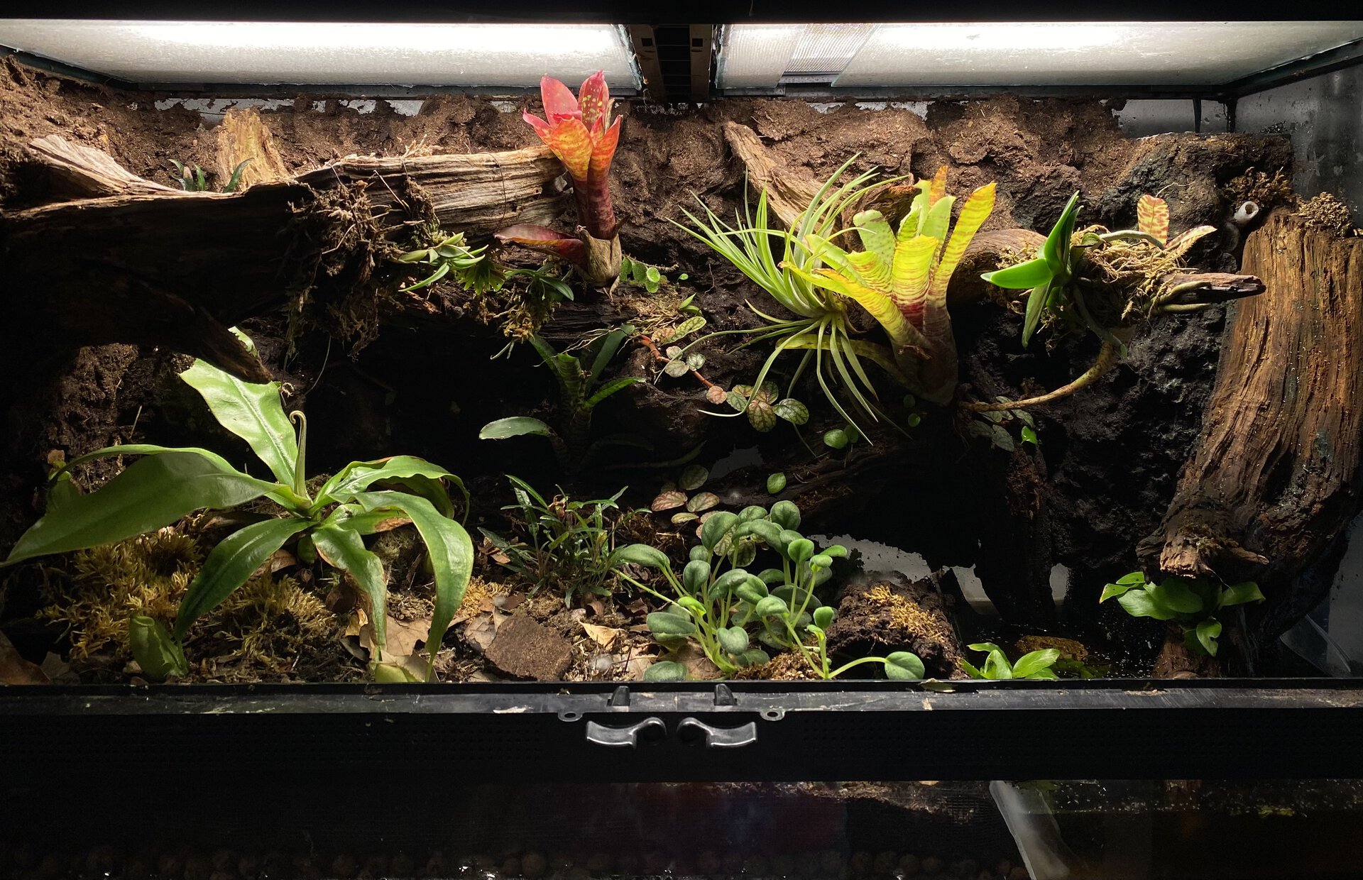 Geosesarma Orchidarium/Paludarium (~6mo update)