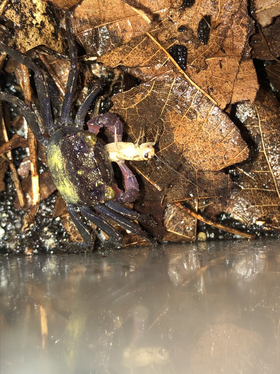 Geosesarma sp. eating