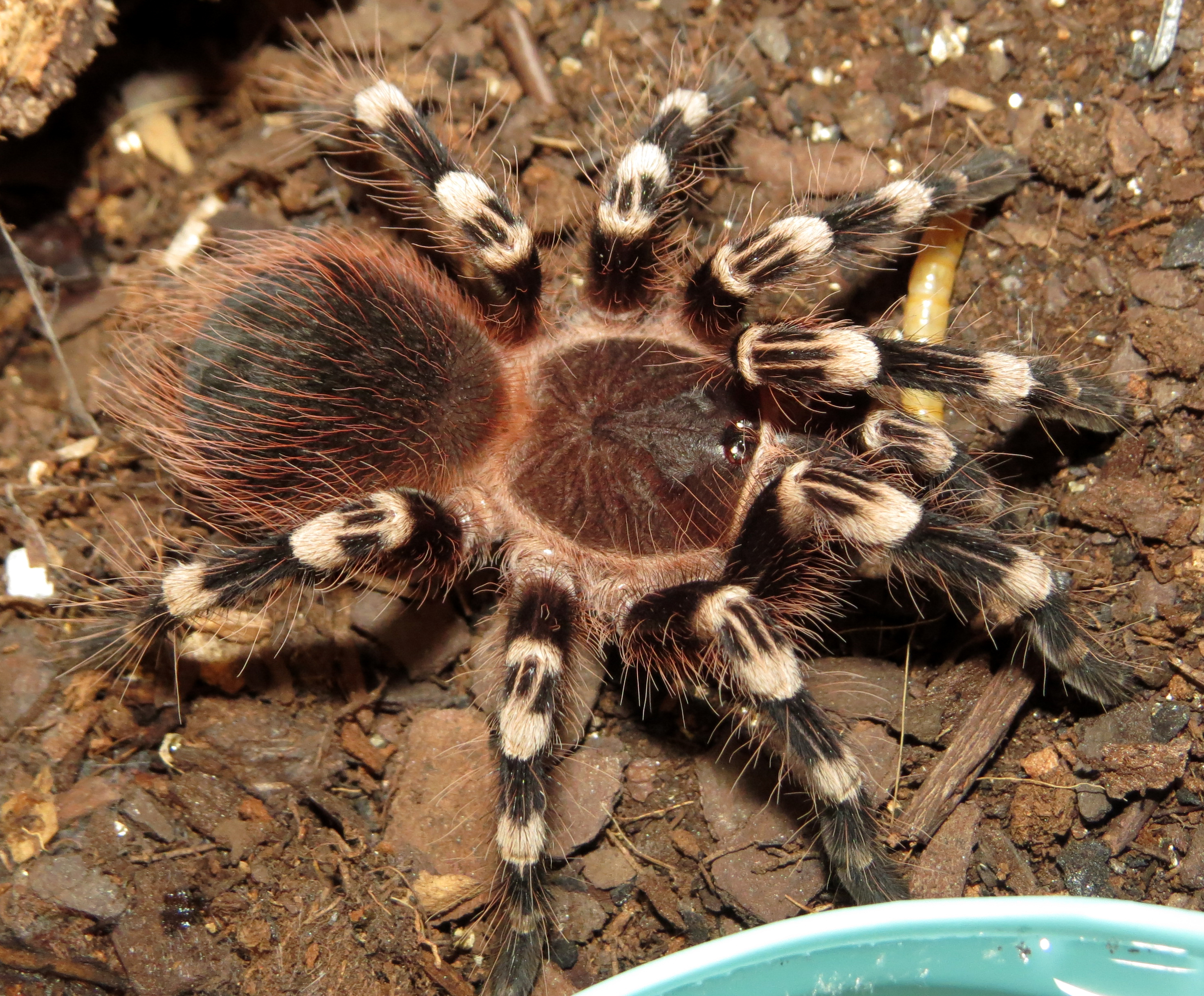 Getting Too Big for Worms (♂ Acanthoscurria geniculata 3.5")