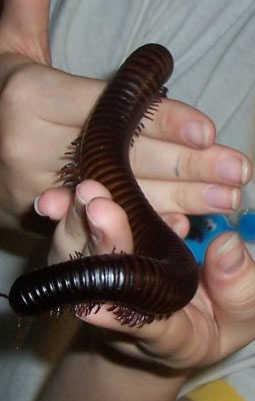 Giant African Millipede