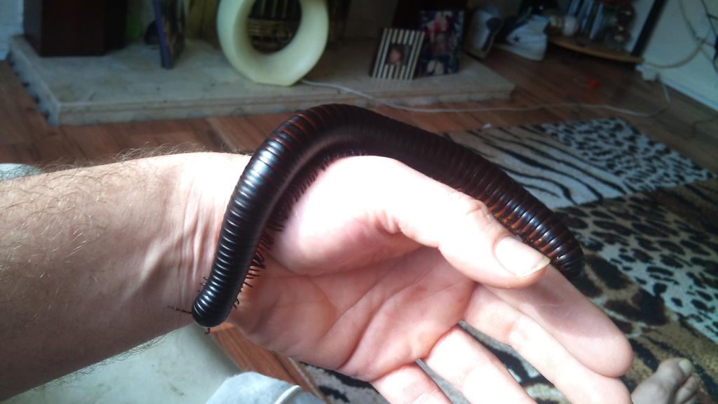 giant african millipede