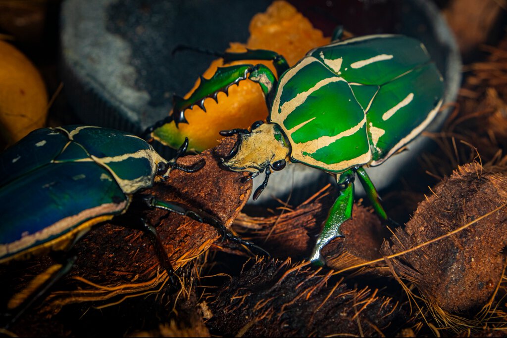 Giant flower beetles