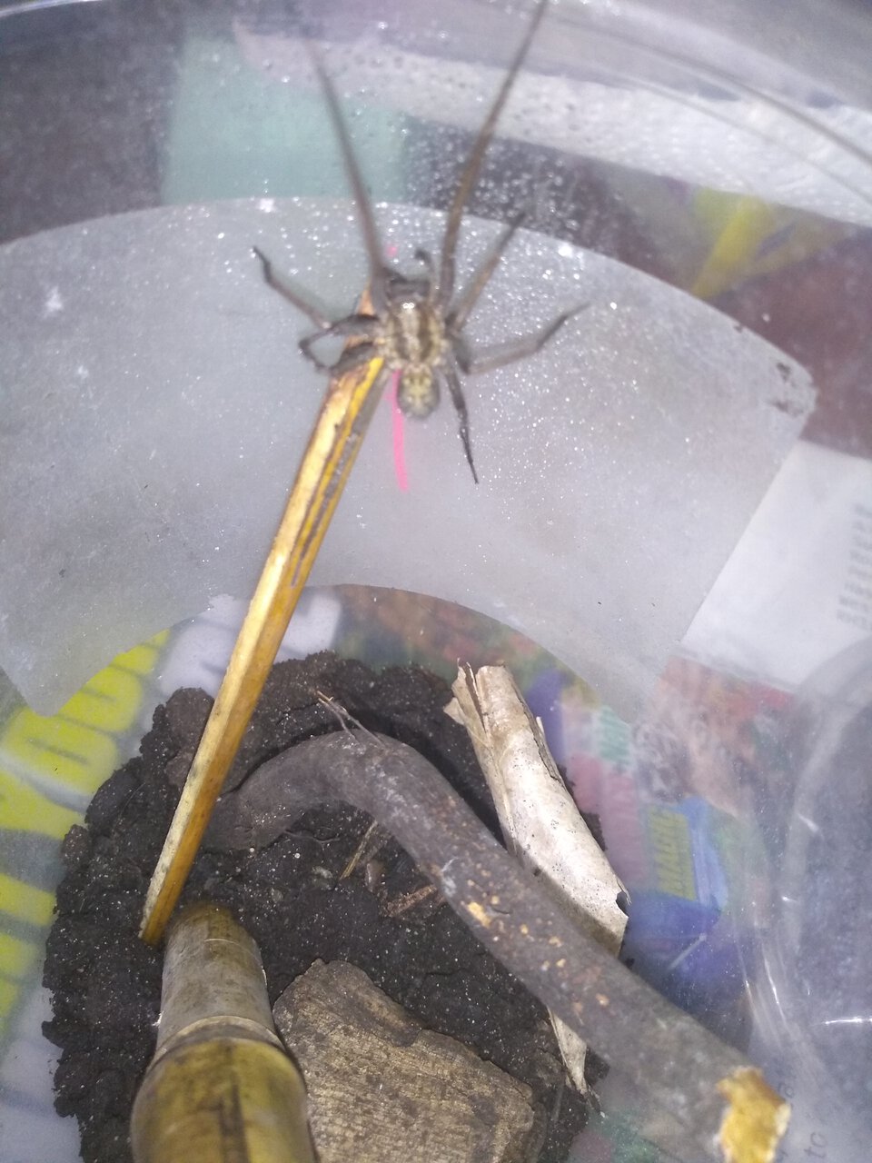 Giant House Spider UK [1/3]