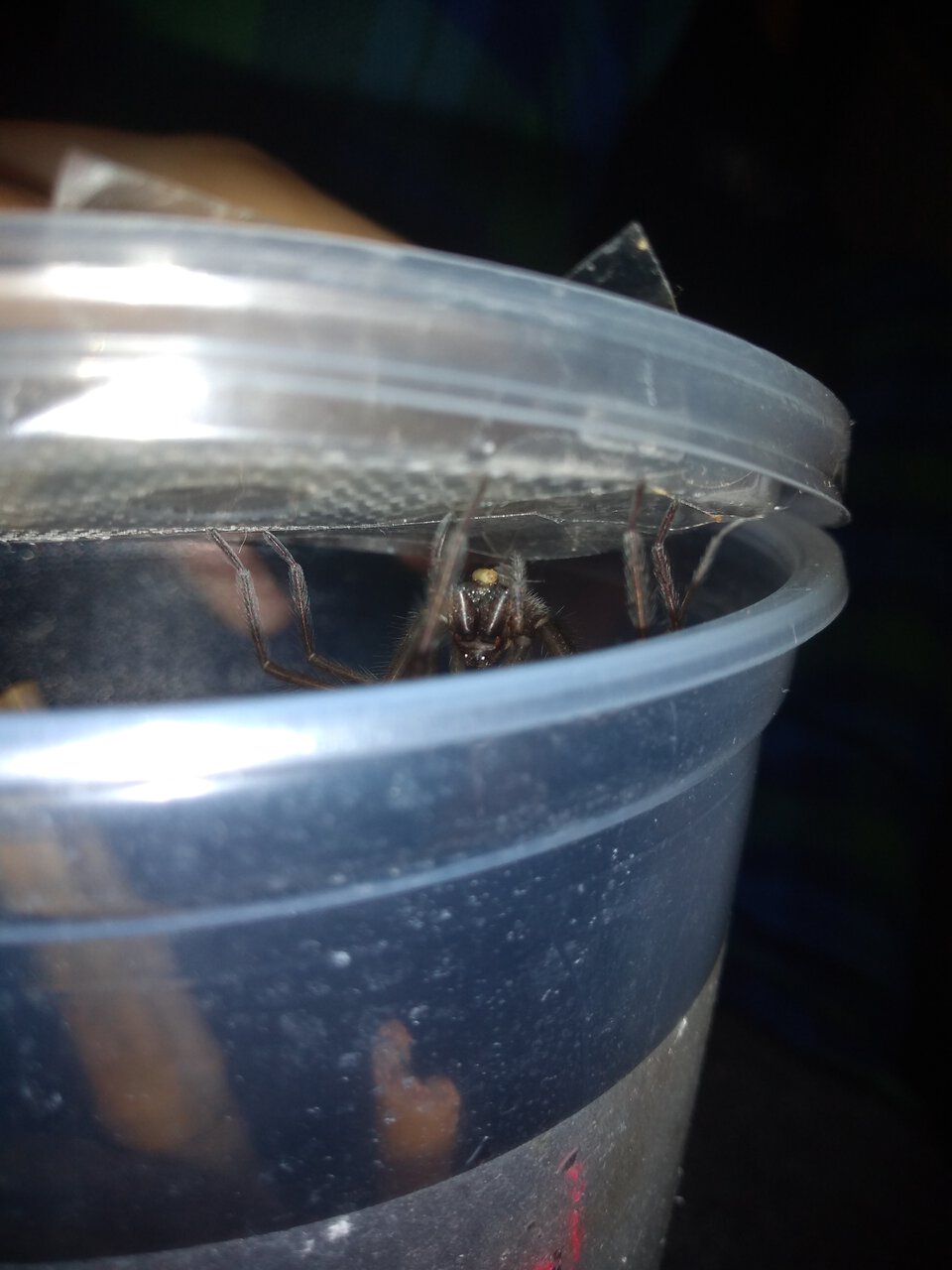 Giant House Spider UK [2/3]