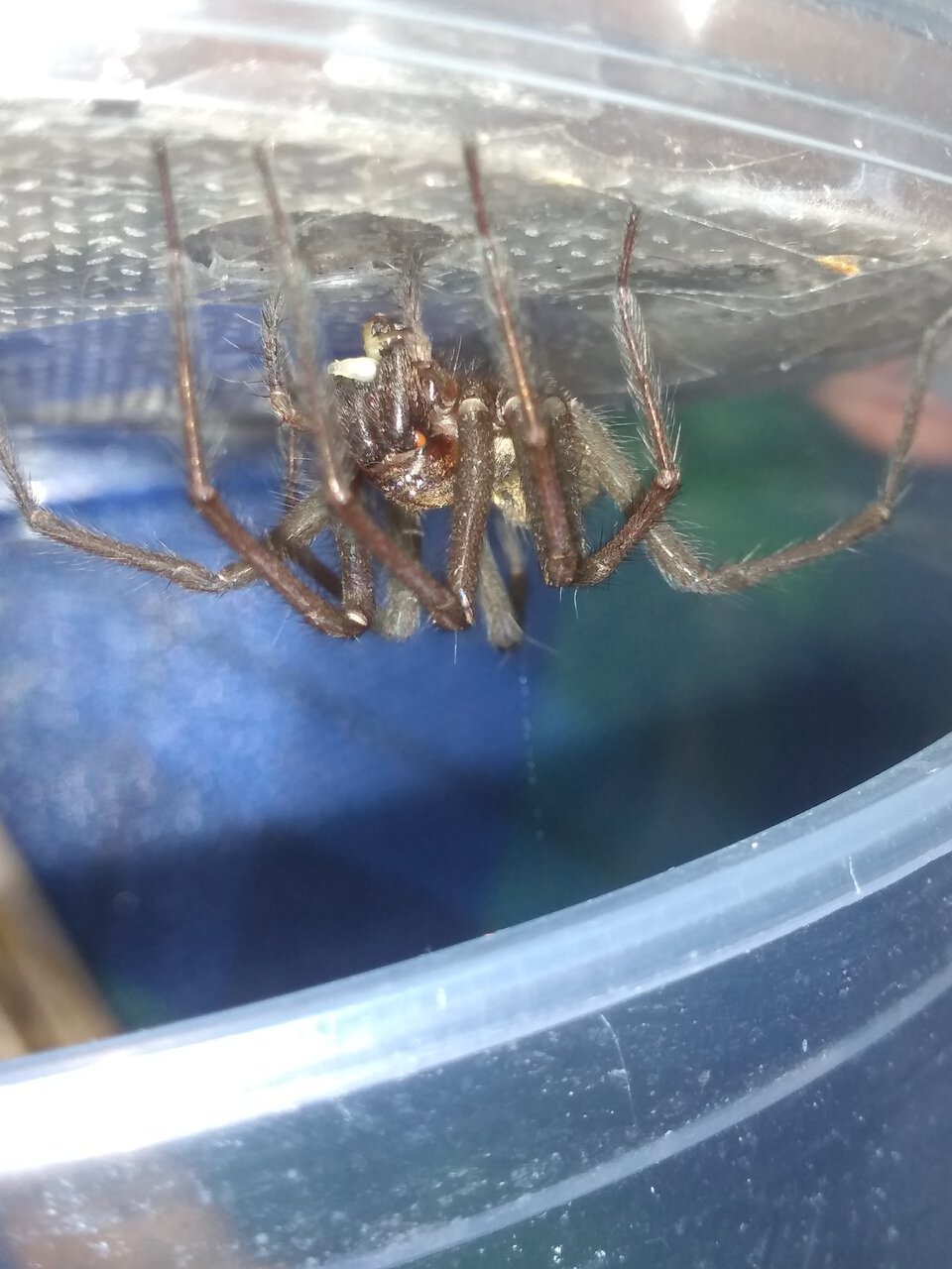 Giant House Spider UK [3/3]