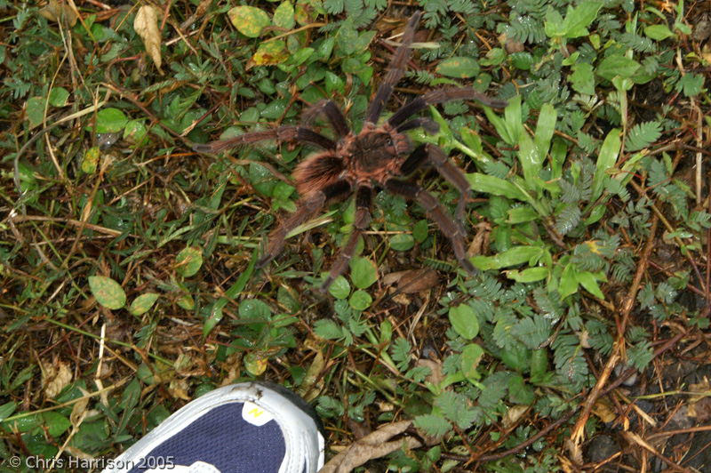 giant Panamanian tarantula