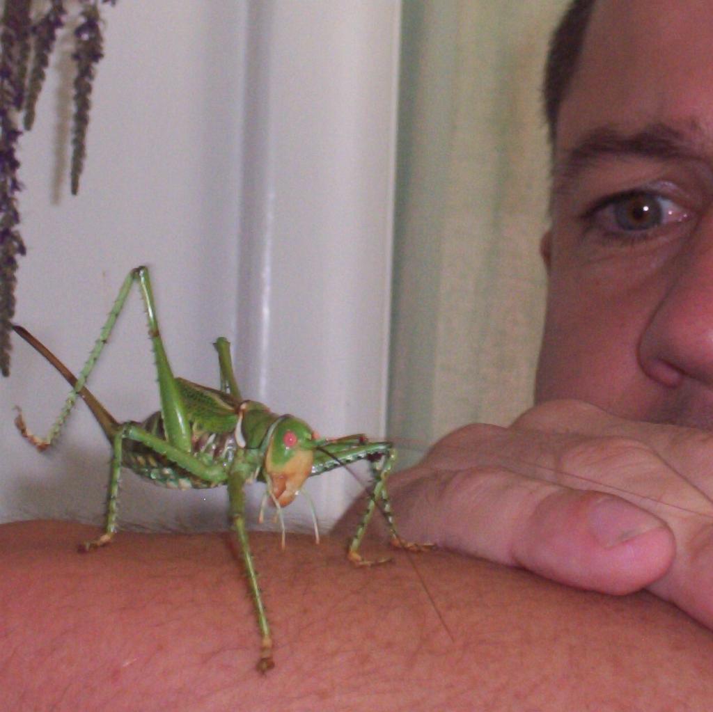 Giant Red Eyed Katydid