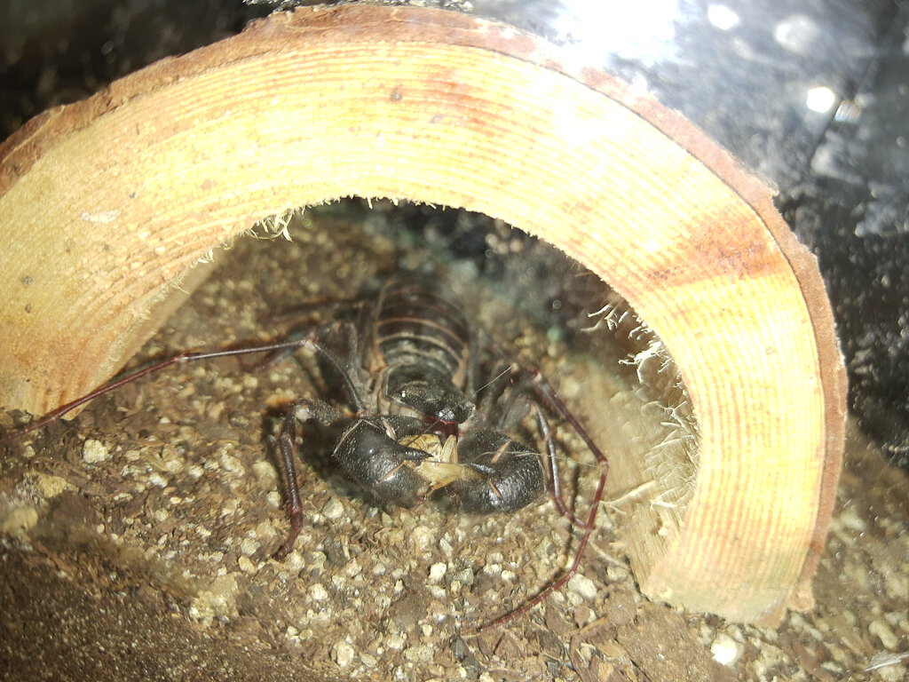 giant vinegaroon