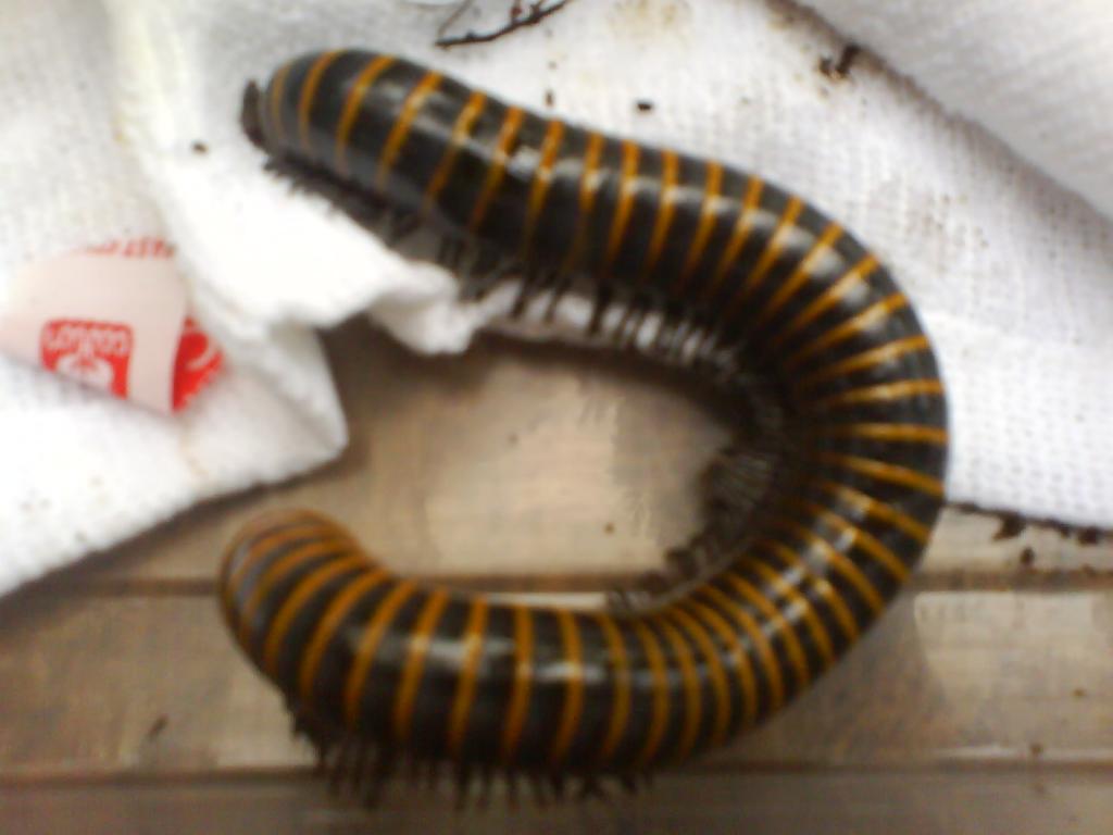 Giant Yellow Banded Millipede