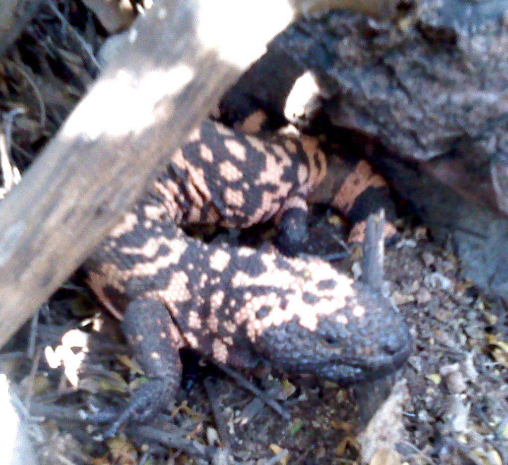 Gila Monster (Heloderma suspectum)