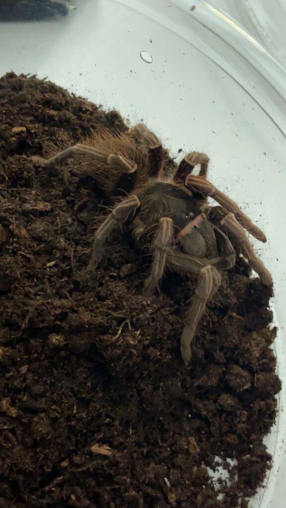 Given to me as a theraphosa, doesn’t look like one