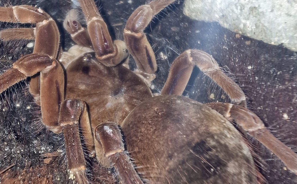 Giving him water to drink before the molt.