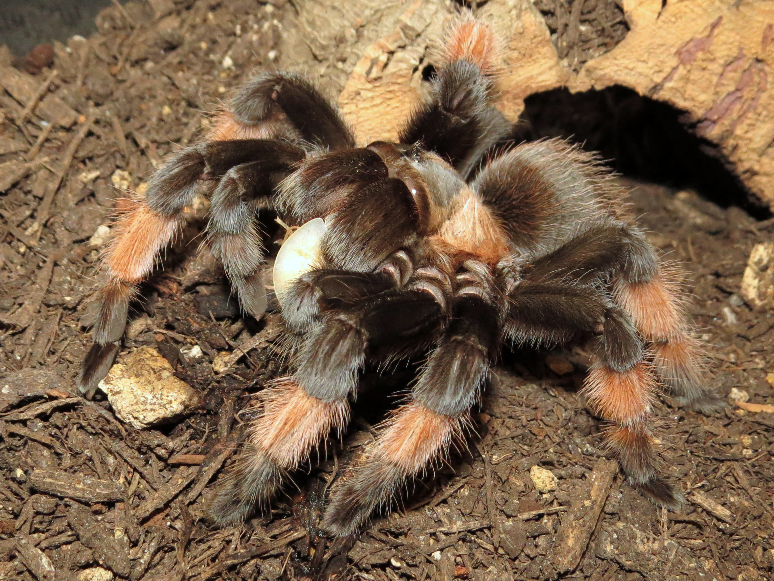 Glutton (♀ Brachypelma emilia 5") [3/3]