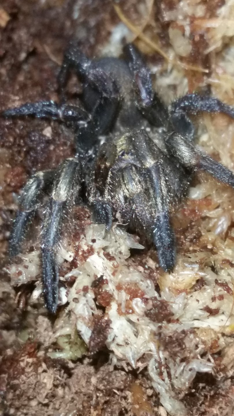 Golden Tube Spider (presumed female)