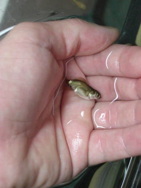 Goldfish and Birstlenose Babies