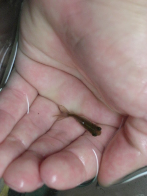 Goldfish and Birstlenose Babies