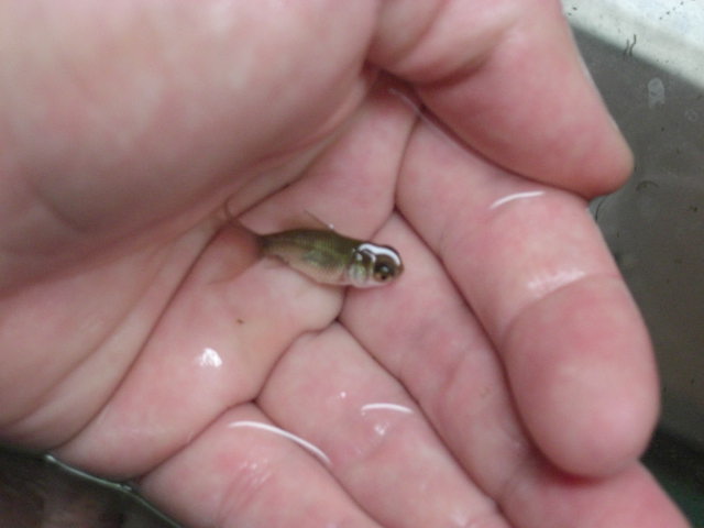 Goldfish and Birstlenose Babies