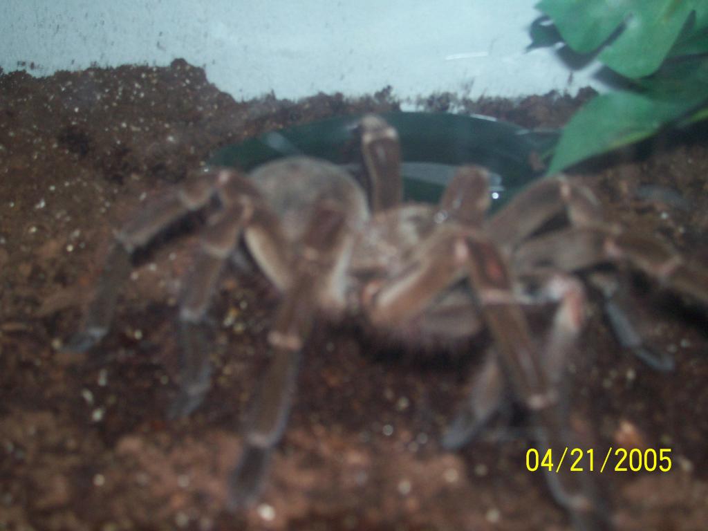 Goliath Bird Eater (theraphosa Blondi)