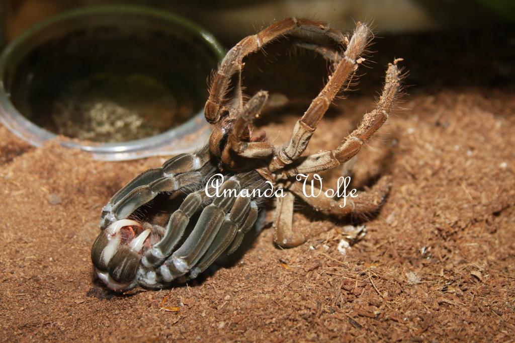 goliath birdeater molting