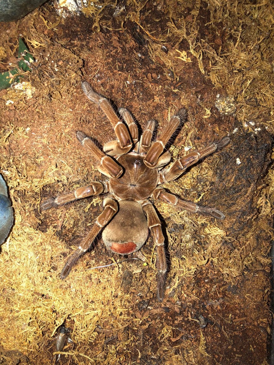 goliath birdeater tarantula