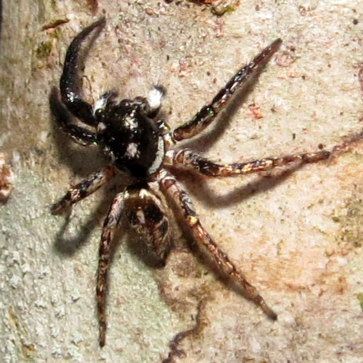 Googlypalps (Anasaitis canosa)