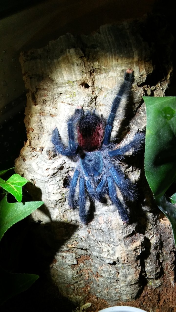 Gorgeous Yeva (A. avicularia)