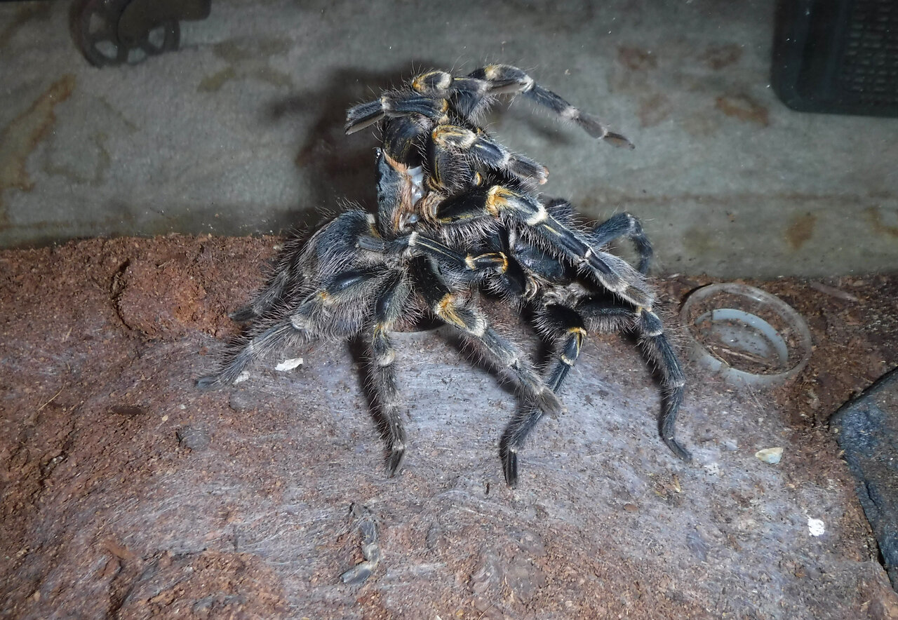 Gpulchripes pairing.jpg