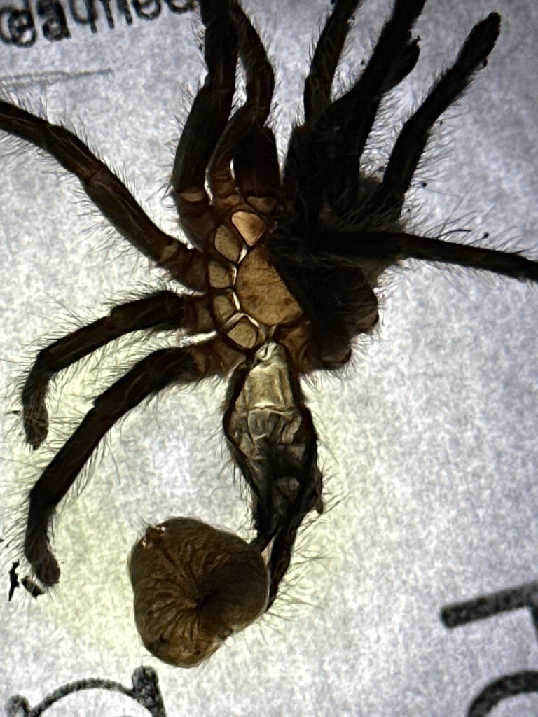 Gramastola Pulchripes, 2 inch, female I think?