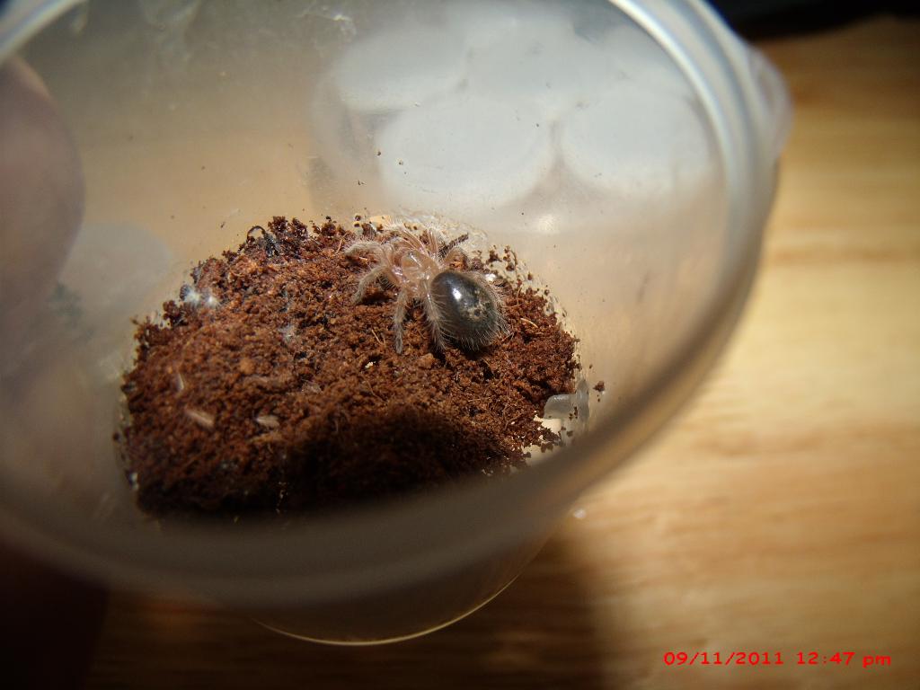 Gramastola Pulchripes slings