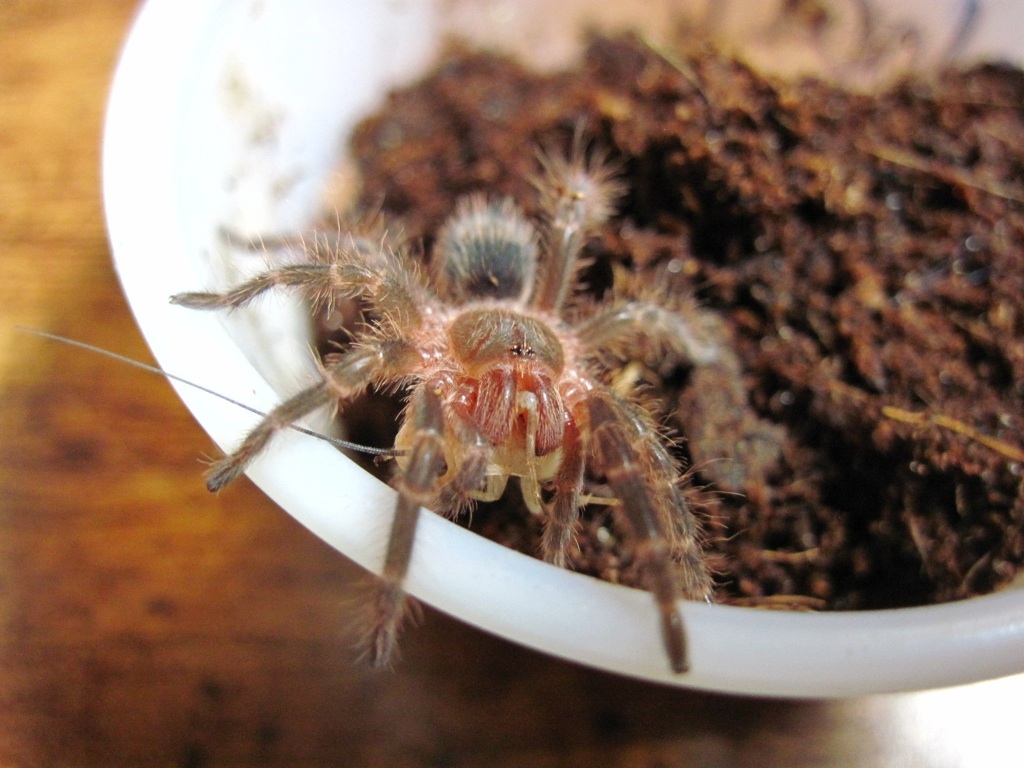 Gramastola Pulchripes