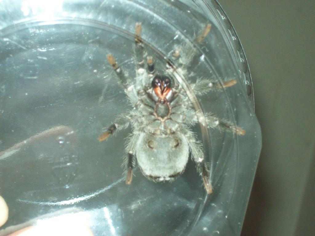 Grammastola pulchra M or F ?