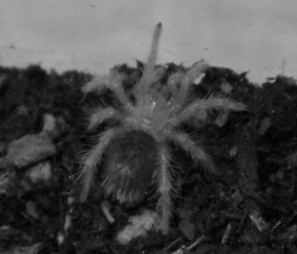 Grammastola pulchripes baby