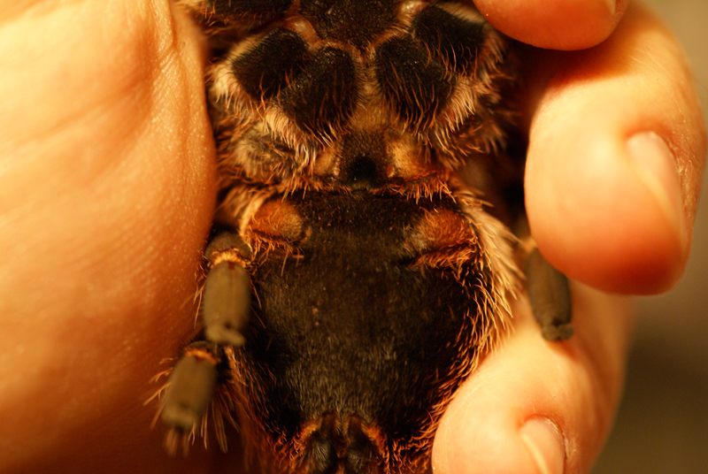 Grammastola pulchripes