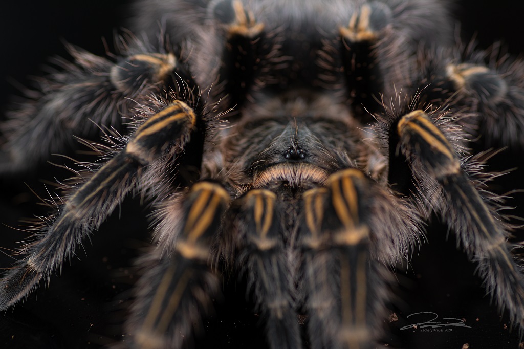 Grammastola pulchripes