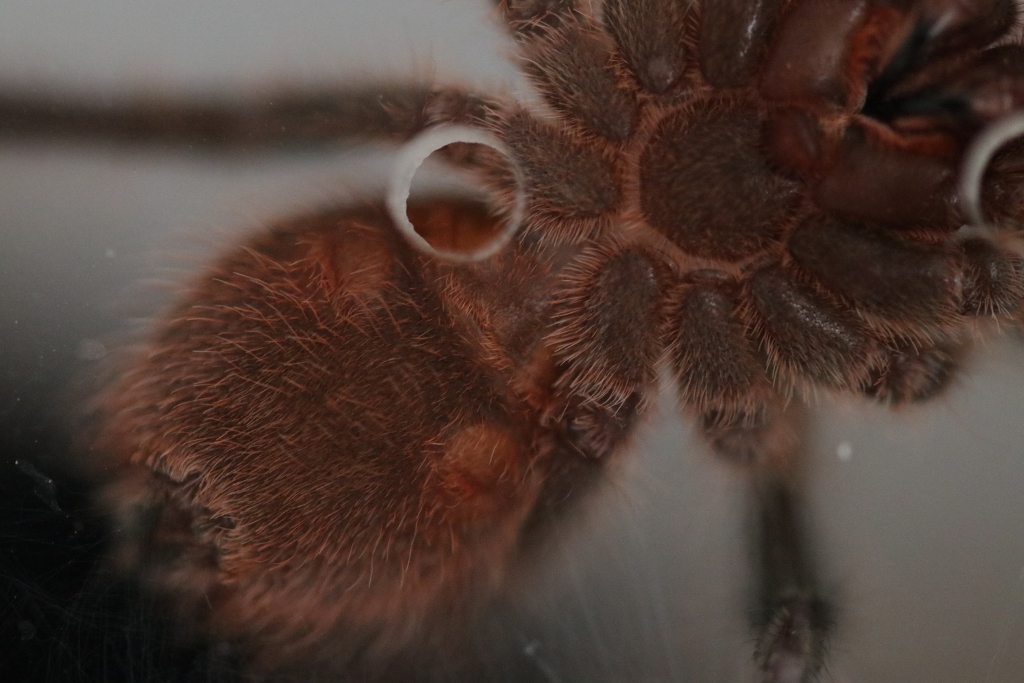 Grammostola actaeon approx 6.5 cm DLS (2.5 inches) [2/2]