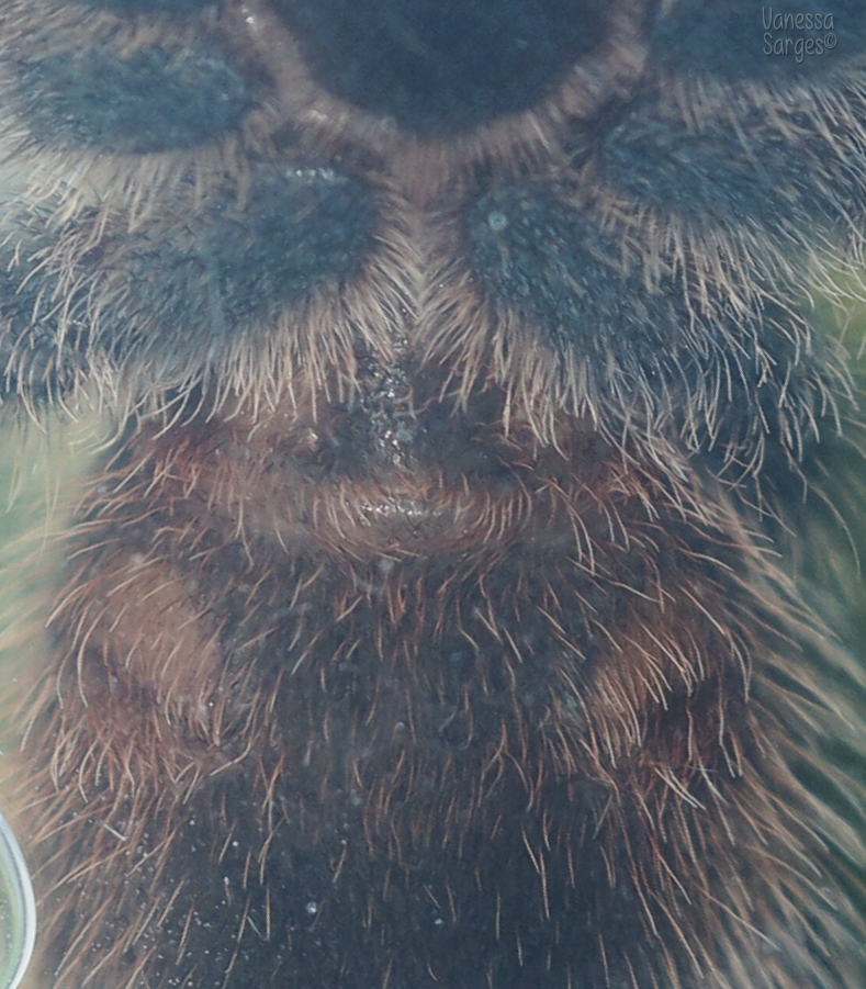 Grammostola actaeon approximately 2"