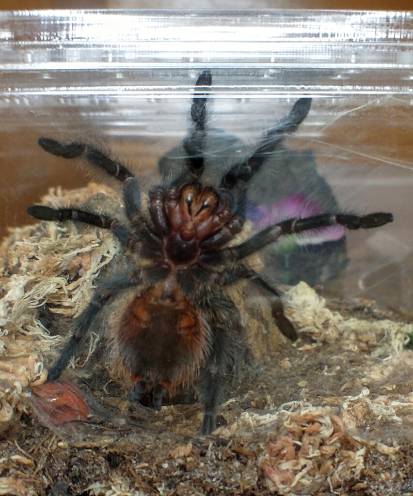 Grammostola actaeon juvenile male or female?