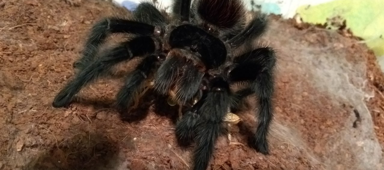 Grammostola actaeon